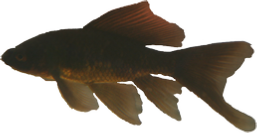 Black Comet Goldfish