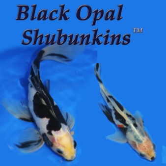 black opal shubunkin