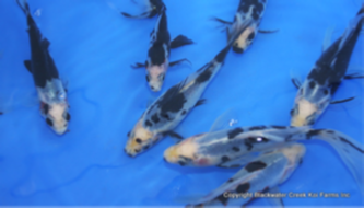 Black Opal Goldfish sample