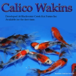 Blackwater Creek Calico Wakin Goldfish