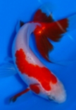 Elegant Fan-Tail Goldfish