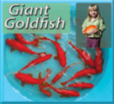 Giant Red Goldfish