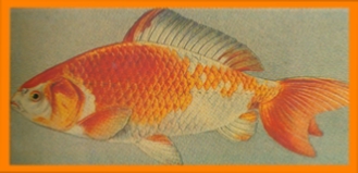 Goldfish Painting