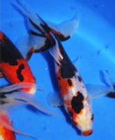 Sanke-Gold Fantail Goldfish