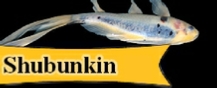 Shubunkin Goldfish Information