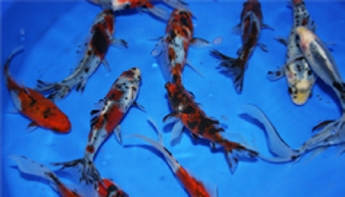 Blackwater Shubunkin Goldfish