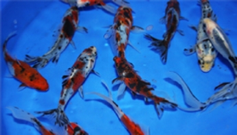 Blackwater Shubunkin Goldfish