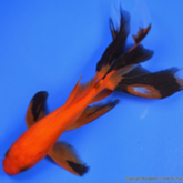 Unique Fantail Goldfish