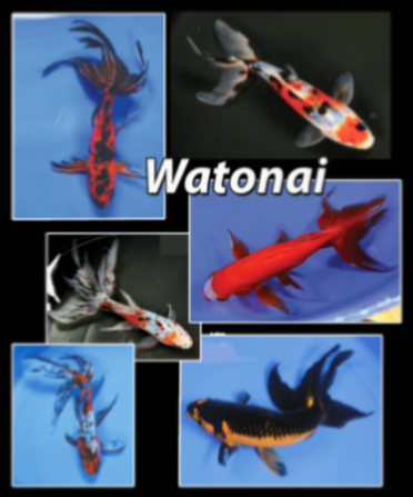 Watonai goldfish
