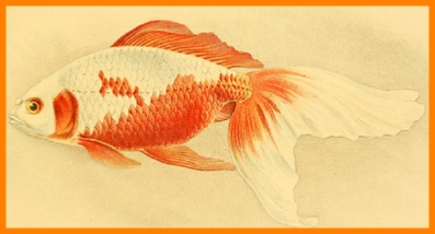 Watonai Goldfish Illustration 